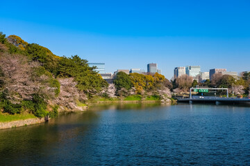 Obraz premium 東京 春の千鳥ヶ淵 夕方