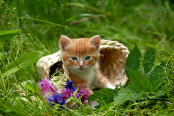 Naklejka na ściany i meble Red striped little kitten in a wicker basket on green grass with pink and blue flowers. Gift for a child, for a beloved woman. Place for inscriptions