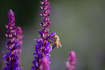 close-up of a honeybee harvesting on blue and purple sage blossoms with blurry background