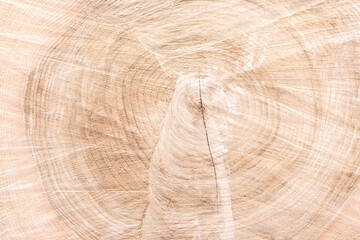 Fototapeta premium Cut down a tree. Problem of destruction of forests and shrubs. Wooden background and texture.