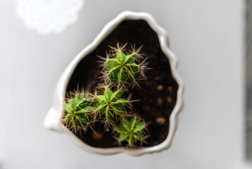 Head flowerpot with cactus on the top - interior trends