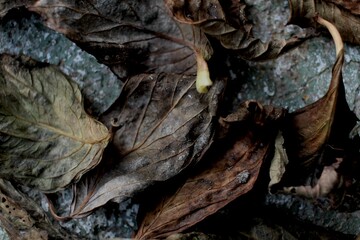 Autumn: dry leaves on the ground
