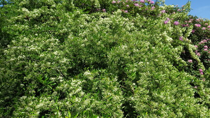 Blühender Feuerdorn 01