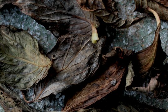 Autumn: dry leaves on the ground