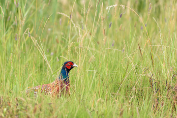 A male common pheasant (phasianus colchicus) looks up between the grass in a field
