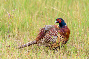 Portrait of a male common pheasant (phasianus colchicus) standing in a meadow