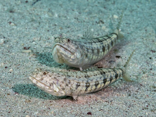 two lizardfish lurking for prey