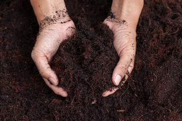 Hand of agriculturist holding soil mixing coconut dust to prepare for cultivation.
