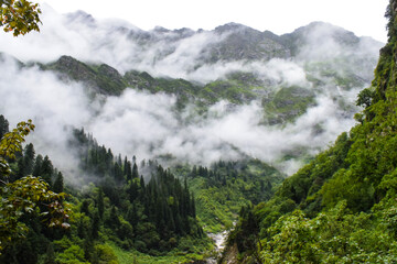 Fototapeta na wymiar Lush green & rocky mountains valley covered in clouds on a misty morning. Cloudy landscape with beautiful waterfalls captured during monsoon trek to Valley of Flowers National Park,Uttarakhand, India.