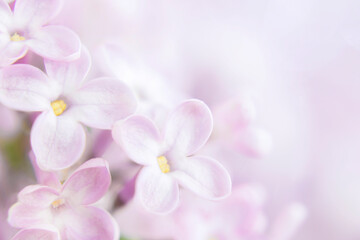 Lilac flowers close-up, on a blurry background of a lilac bush. Concept greeting card, background for spa salon. Selective focus. Copy space