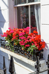 geranium flowers on the window