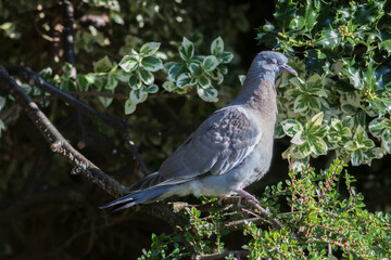 Chilled out  garden bird. Pigeon relaxing perched in the sunshine.