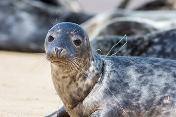 Seal caught in fishing net line. Beautiful animal harmed by plastic marine pollution. Animal suffering with neck wound.