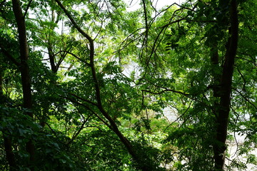 Obraz premium Grüne Waldlandschaft am Steilufer der Ostsee bei Travemünde