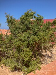 Argan tree in imi ouaddar Morocco - obrazy, fototapety, plakaty