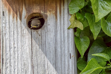 Cute baby bird in a country garden wall nest box next to green ivy. Wren chick in nesting box.