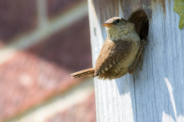 Close-up of a Wren. Bird perched on a nest box.