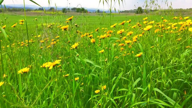 sensitive focus with green filde in spring season, dendelion with yellow flower. High quality 4k footage.