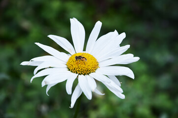 Fototapeta premium White Chamomile with a bee sitting on it