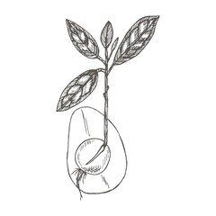 Seedling Avocado.Collection of hand-drawn flowers and plants. Tropical evergreen fruit plant.