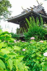 Fototapeta na wymiar 東京都文京区白山にある神社に咲く満開のアジサイ