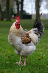 coq haut en couleurs