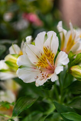 White Peruvian lily, (alstroemeria), blooming with green vegetation background