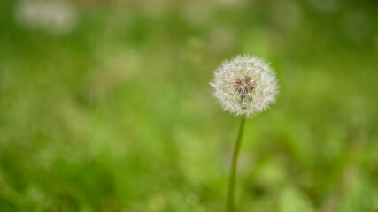 Dandelion, close-up. Macro with shallow depth of field.
