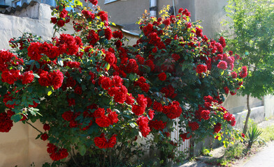 Fototapeta na wymiar Panorama of a rose bush growing near the house