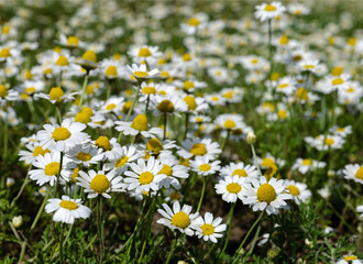 A beautiful daisies field in summer light with incredibly beautiful clouds