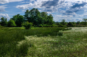 A beautiful daisies field in summer light with incredibly beautiful clouds