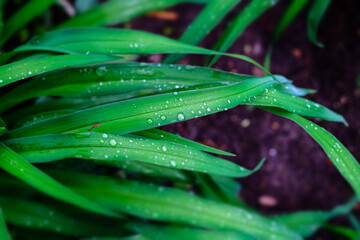 leaves of a plant with drops of summer rain