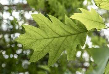 green maple oak leaves in sunlight