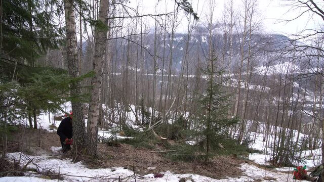 Cutting down a tree i Gol, Hallingdal, Norway in Winter. Using chainsaw.