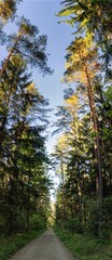 Panorama of a German pine forest 