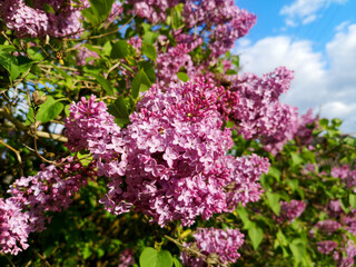 Fototapeta na wymiar Lilac flowers spring blooming scene. Blossom lilac branch flowers in spring.