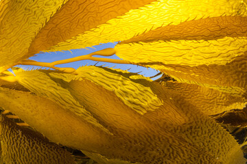 Giant kelp, Macrocystis pyrifera, grows quickly in the cold eastern Pacific waters that flow along...