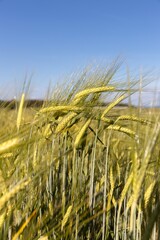 Obraz premium golden wheat field in summer