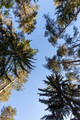 Panorama of a German pine forest 