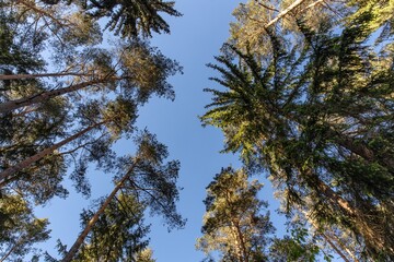 Panorama of a German pine forest 