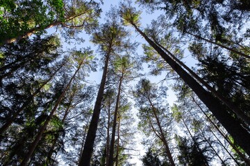 Panorama of a German pine forest 