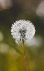 Macro of a single dry dandelion. Green blurred background with bokeh