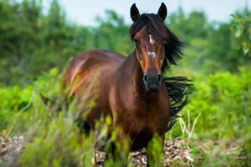 cheval