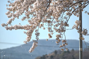 舞い散る桜