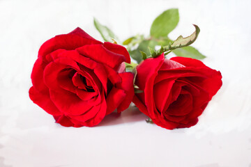 both of roses on white background. close up.