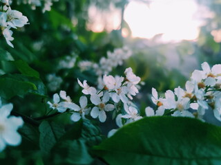  Bird cherry tree flowers