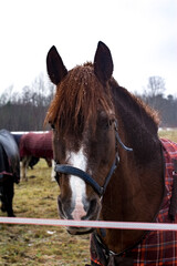 Fototapeta premium Close-up of a Bay horse grazing in a field