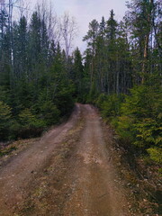 Fototapeta na wymiar road in the woods