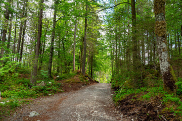 Fototapeta na wymiar Hiking path through a forest on a sunny day - pure nature