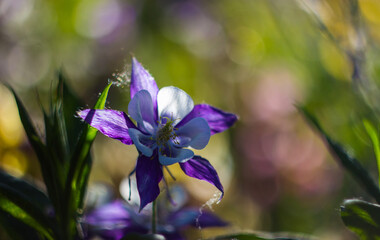 blue flower